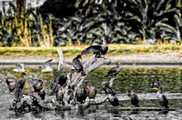Birds and Waterfowl